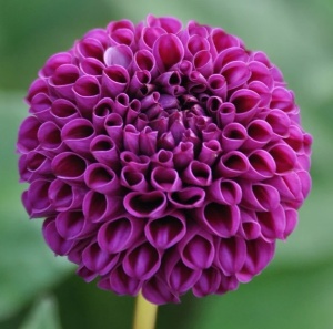 Bulbi Dalia - Rocco - Pachet 1 bulb