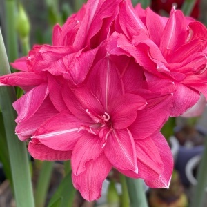 Bulbi de Amaryllis Aphrodite - Pachet 1 Bulb
