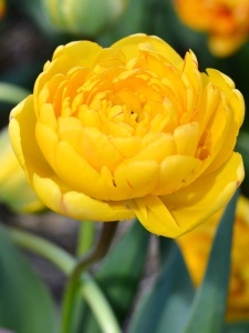 Bulbi de Lalele Yellow Pomponette - Pachet 3 Bulbi