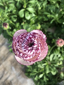 Bulbi de Ranunculus Berry Picotee - Pachet 10 Bulbi