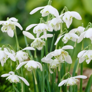 Bulbi Ghiocei - Galanthus Nivalis Flore Pleno – Pachet 5 Bulb