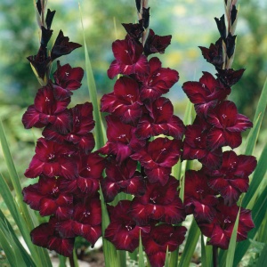 Bulbi Gladiole - Black Star – Pachet 3 Bulbi