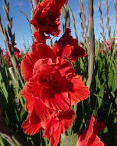 Bulbi Gladiole - Oscar – Pachet 3 Bulb - Aqua Flowers - Img 2