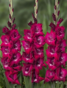 Bulbi Gladiole - Ruby Crown – Pachet 3 Bulbi
