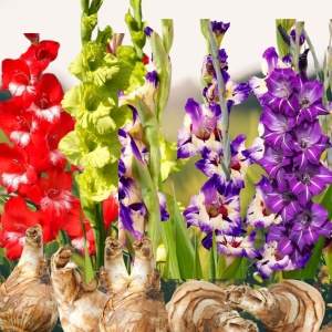 Bulbi Gladiole - Star Mix – Pachet 20 Bulb
