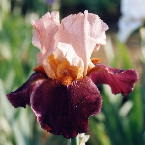 Bulbi Iris Germanica - Cimarron Strip – Pachet 1 Bulb - Aqua Flowers - Img 2