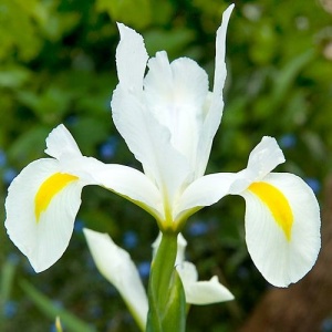 Bulbi Iris Hollandica - White/Yellow Pachet 5 Bulbi