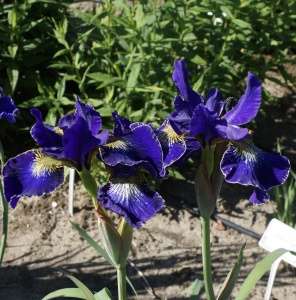 Bulbi Iris Sibirica - Golden Edge – Pachet 1 Bulb - Aqua Flowers