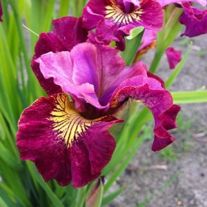 Bulbi Iris Sibirica - Miss Apple – Pachet 1 Bulb