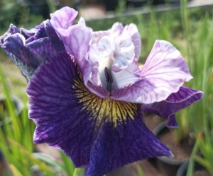 Bulbi Iris Sibirica - On Mulberry Street – Pachet 1 Bulb - Aqua Flowers - Img 3
