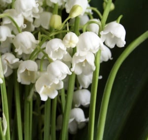 Bulbi Lăcrămioare - Lily of the Valley – Pachet 5 Bulb - Aqua Flowers - Img 1