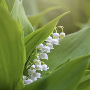 Bulbi Lacramioare - Lily of the Valley – Pachet 5 Bulb - Img 4