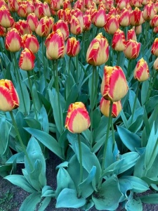 Bulbi Lalele Banja Luka – Pachet 5 Bulbi - Img 4