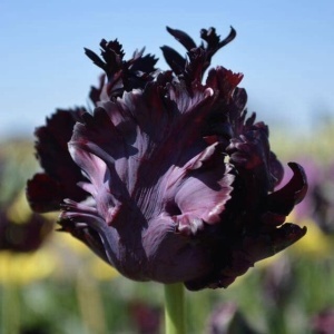 Bulbi Lalele Black Parrot – Pachet 5 Bulbi - Img 5