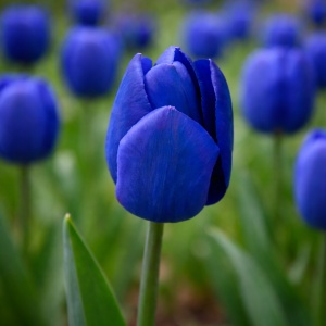 Bulbi Lalele Blue Amiable – Pachet 5 Bulbi