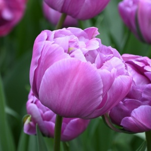 Bulbi Lalele Blue Diamond – Pachet 5 Bulbi - Img 4