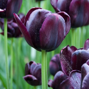 Bulbi Lalele Cafe Noir – Pachet 5 Bulbi