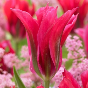 Bulbi Lalele Doll’s Minuet – Pachet 5 Bulbi