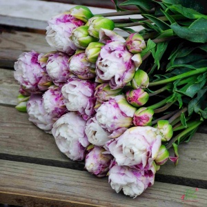 Bulbi Lalele Double Surprise – Pachet 5 Bulbi - Img 3