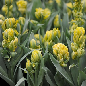 Bulbi Lalele Emerald Star – Pachet 5 Bulbi