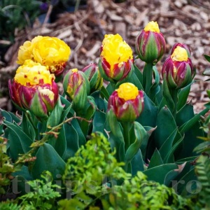 Bulbi Lalele Ice Cream Banana – Pachet 5 Bulbi - Img 2