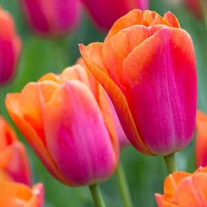 Bulbi Lalele Orange Dinasty – Pachet 5 Bulbi