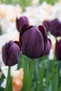 Bulbi Lalele Queen of Night – Pachet 5 Bulbi - Img 3