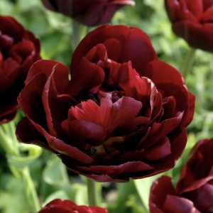 Bulbi Lalele Uncle Tom – Pachet 5 Bulbi