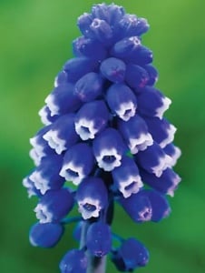 Bulbi Muscari - Dark Eyes (5 bulbi) - Aqua Flowers - Img 2