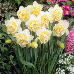 Bulbi Narcise Ice King – Pachet 3 Bulbi - Img 3