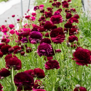 Bulbi Ranunculus - Viola - Pachet 10 Bulbi - Img 2