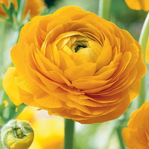Bulbi Ranunculus - Yellow - Pachet 10 Bulbi