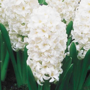 Bulbi Zambile Carnegie – Pachet 3 Bulbi