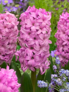 Bulbi Zambile Fondant – Pachet 3 Bulbi