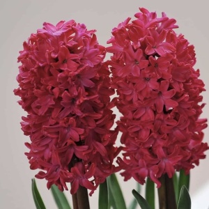 Bulbi Zambile Red Magic – Pachet 3 Bulbi - Img 3