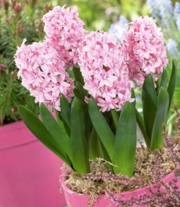 Bulbi Zambile Rosette – Pachet 3 Bulbi - Img 2