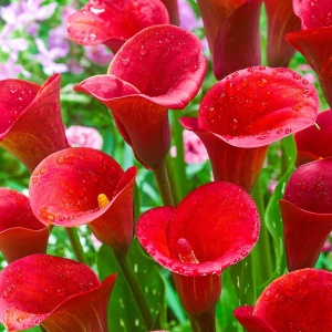 Cală - Red – Pachet 1 bulb - Aqua Flowers - Img 1