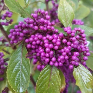 Callicarpa bodinieri Profusion - Ghiveci 2L - Img 1