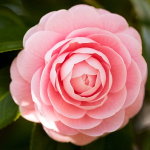 Camelia Japonica Roz Deschis - Double Powder Pink - Ghiveci 2L 50 - 60 cm