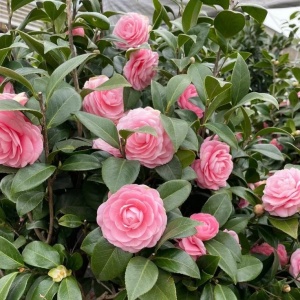 Camelia Japonica Roz Deschis - Double Powder Pink - Ghiveci 2L H 50 - 60 cm - Img 2
