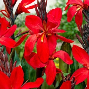 Canna – Flamenco - 1 radacina
