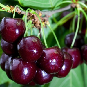 Cireș Germersdorf - Anul 2-3 - Înălţime la livrare 170-190 cm - Img 2