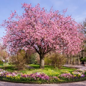 Cires Japonez (prunus serulata) - ghiveci