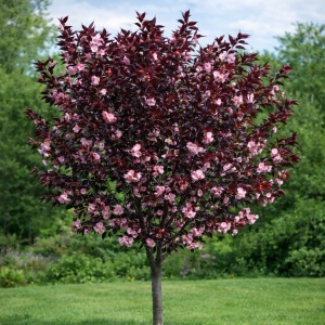 Cireș japonez - Serrulata - Ghiveci - H 80-90 cm - Img 1