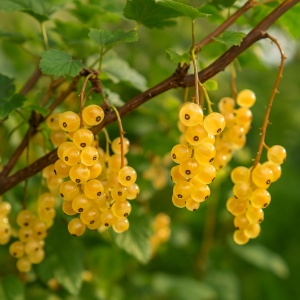 Coacăz Alb Tufă – Rădăcină Ambalată