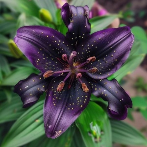 Crin Asiatic Hibrid Midnight Galaxy – Pachet 1 Bulb