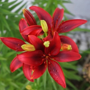 Crin Asiatic Red Heart – Pachet 3 Bulbi