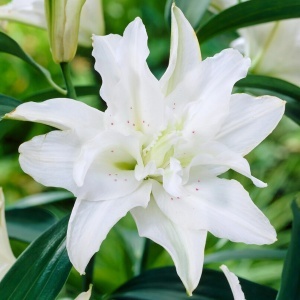 Crin Imperial Parfumat Double White – Pachet 3 Bulbi