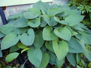 Crini de toamna "Hosta Blue Green" – Ghiveci 1.5L