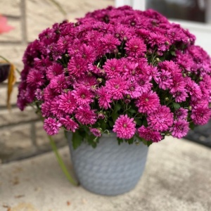 Crizantemă Mov – Ghiveci
